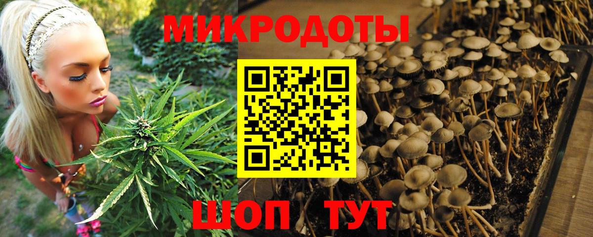 Псилоцибиновые грибы мицелий Обнинск